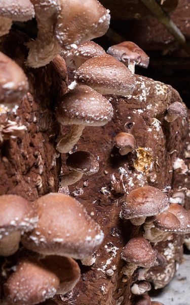 Fresh Shiitake Mushroom from 스페인 supplied by Fernandez Guridi - Whole 표고버섯