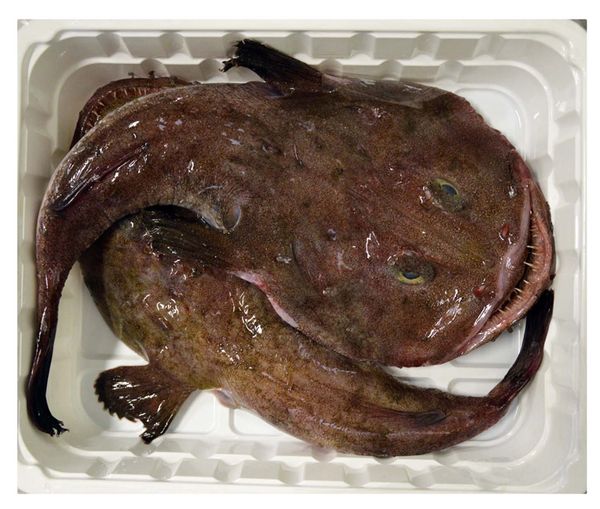 Monkfish Fresh from Italy supplied by Gruppo Gene - Whole (=In The Round) Frozen Goosefish