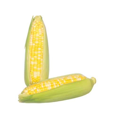 Corn from 남아프리카공화국 supplied by Courchesne Larose Ltd. - Sweet Corn (=Saccharata) 옥수수
