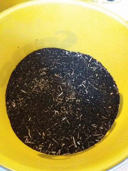 Rapeseed from 폴란드 supplied by FAST-CHEM Stanisław Fabrowski - Whole 카놀라 씨 및 유채 씨