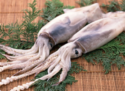 Pacific Squid from Russia supplied by Red Fish Co.,Ltd - Whole Frozen Squid