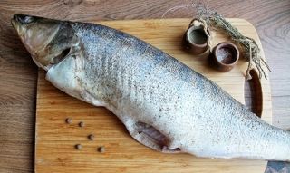 Pike Perch from Kazakhstan supplied by Kapitan - Pike Perch (=Sander lucioperca=Pikeperch=Zander) Frozen Perch