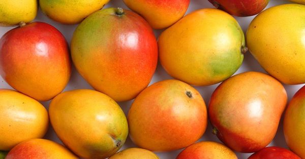Mangoes from 케냐 supplied by Agro First Epz Ltd - Whole 신선 망고
