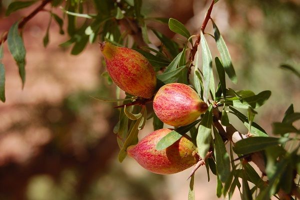 Argan oil from Germany supplied by Oleador GmbH - RBD (=Refined, Bleached, and Deodorized) Argan Oil