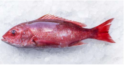 Wild Red Silk Snapper (LUTJANUS PERU) Wild Caught from 코스타리카 supplied by Industrias Martec S.A. - Excellent Quality 냉동 스내퍼