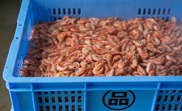 Shrimp from Japan supplied by Shinagawa Suisan Co Ltd - Shell On (=Unpeeled) Fresh Common Shrimp & Prawn