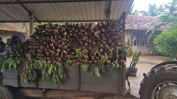 Cassava from Sri Lanka supplied by Ceylon Aurum Agro Pvt Ltd - Fresh (=Chilled) Cassava