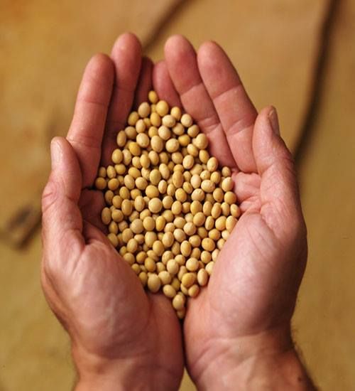Soybean from 미국 supplied by Global River, Inc. - 껍질 없음(=알맹이) 대두