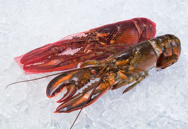Raw Lobster (Whole/Netted) from 캐나다 supplied by Shediac Lobster Shop Ltd. - Netted 신선 랍스터
