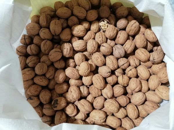 Walnut, shelled from 스페인 supplied by Wildnuts - Shelled (=Kernel) 생호두