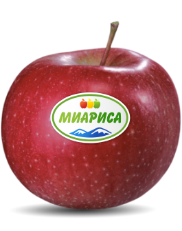 Fresh Apple from 러시아 supplied by Fruit-Trade LLC - Conventional 신선 사과