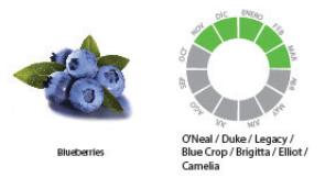 Blueberry from 칠레 supplied by EXPAFRUIT SPA - Highbush - Camellia 신선 블루베리