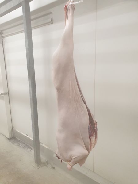 Skin-on Goat from 호주 supplied by The Game Meats Company - Offal 산양육