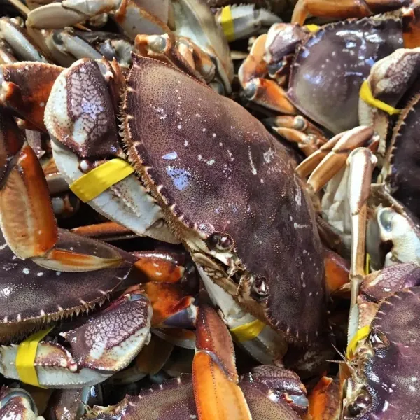 Dungeness Crab from 미국 supplied by American Abalone Farm - 대짜은행게 냉동 게