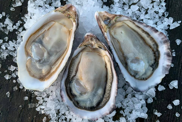 Oysters from United Kingdom supplied by Brixham Sea Farms Limited - Fresh (=Chilled=Raw) Fresh Oyster