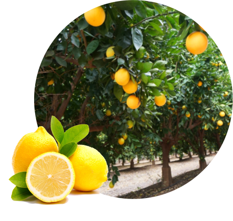 Lemon from 남아프리카공화국 supplied by Cape Fruit Processors (Pty) Ltd - 240 Lt 신선 레몬