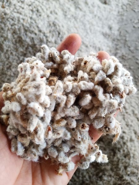 Cotton Seeds from 인도 supplied by Ellipsis International - 목화 씨