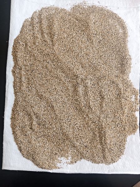 Unhulled Sesame Seeds from Uganda supplied by CNTR INTERNATIONAL - Raw Sesame Seed