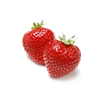 Fresh Strawberry from 몰도바 supplied by Elit Fruct SRL - Marmaled 신선 딸기
