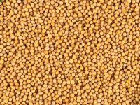 mustard seed from 튀르키예 supplied by Firma Handlowa Rafpak - Yellow 겨자씨