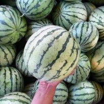 Watermelon from 이스라엘 supplied by Ben Tzi Farm - Whole 신선 수박