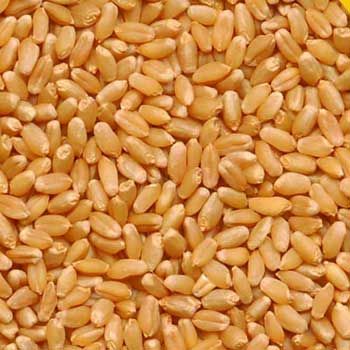 Wheat from 인도 supplied by Eveg Import Export - Dried 소맥