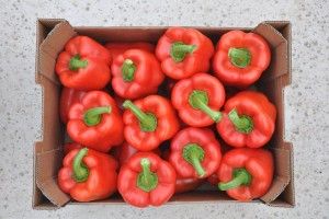 Fresh Bell Pepper from 스페인 supplied by ZOI - Green 신선 피망