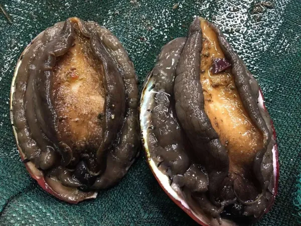 Abalone from United States supplied by American Abalone Farm - Red Abalone (=Haliotis rufescens) Fresh Abalone