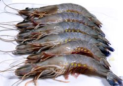 Black Tiger Shrimp Headon Shellon from 인도 supplied by Nekkanti Sea Foods Ltd - Shell On (=Unpeeled) 냉동 새우