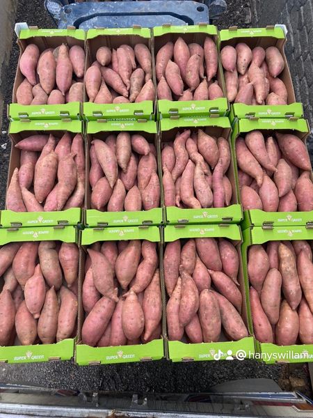 Sweet potato from 이집트 supplied by Super Green - Fresh (=Chilled) 고구마