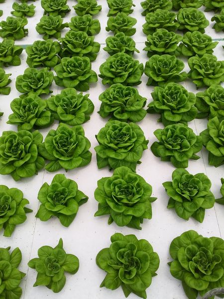 Green Butterhead Lettuce from 인도 supplied by LandCraft Agro LLP - Carton Box (=Cardboard Box) 신선 상추