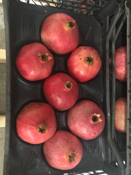 Pomegranate from 튀르키예 supplied by Asy Naturel - Wonderful (=Qirmizi Qabiq Veles) 신선 석류