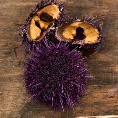 Purple Hotchi (Purple Sea Urchin) from United States supplied by Cultured Abalone Farm - Purple Sea Urchin (=Strongylocentrotus purpuratus=Rock Sea Urchin=Stony Sea Urchin) Fresh Sea Urchin