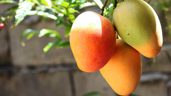 Fresh Mango from 콜롬비아 supplied by East Colombia Trading Company - Controlled Atmosphere Storage (=CA) 신선 망고