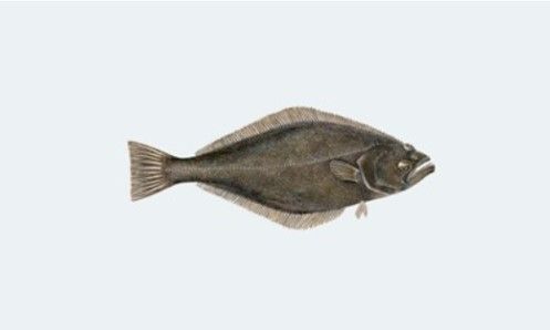 Frozen Greenland Halibut from 프랑스 supplied by Faroe France S.A.R.L. - Greenland Halibut (=Reinhardtius hippoglossoides =Greenland Turbot =Black Halibut =Blue Halibut =Lesser Halibut) 냉동 준치