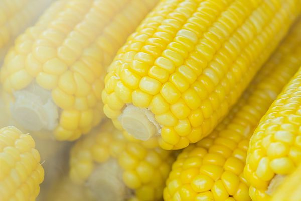 Maize from South Africa supplied by GWK - Maize (Corn)