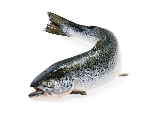 Sea Trout from Argentina supplied by Curimba S.A. - Wild Caught Frozen Trout