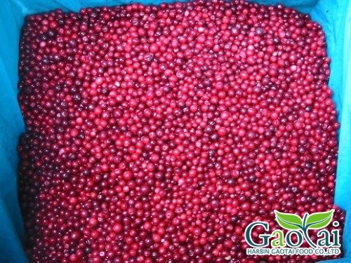 Frozen Lingonberry from China supplied by Harbin Gaotai Food Co.,Ltd - Frozen Lingonberry
