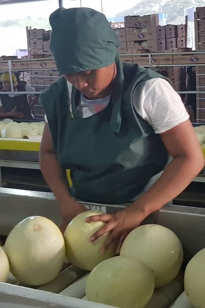 Melon from 스페인 supplied by KÖLLA - THE FRUIT COMPANY - Round 신선 멜론(머스크 멜론)