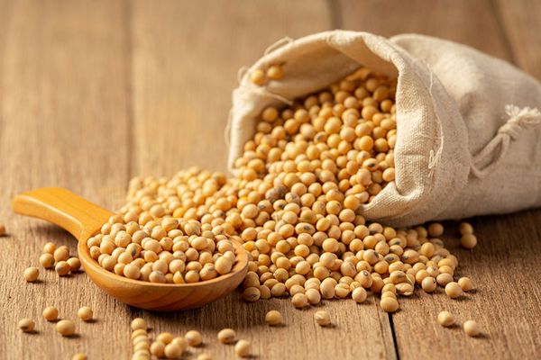Soy Beans from 가나 supplied by Muza Company Ltd - 표준 대두
