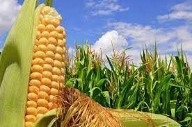 Corn from 체코 supplied by ELITA semenářská, a.s. - Hybrid Varieties 옥수수