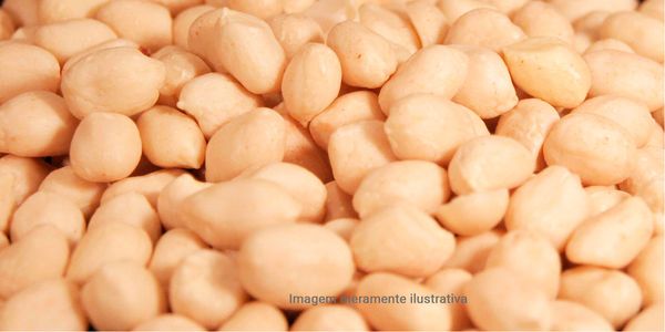Blanched Peanuts from Brazil supplied by Juliana Peanuts Ltda. - White Peanut Kernel