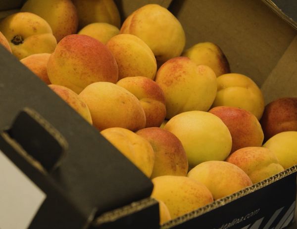 Apricot from Bulgaria supplied by Fruktalina - Apricot Varieties Fresh Apricot