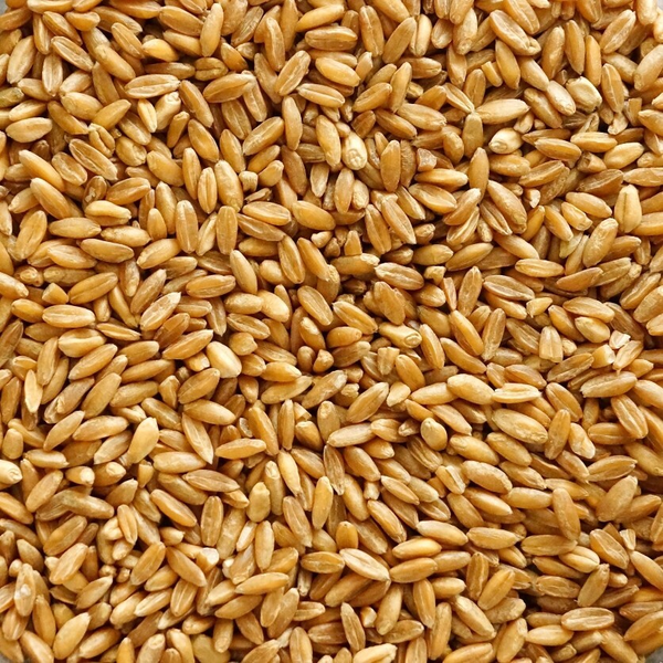 Wheat from 폴란드 supplied by GTC Agro sp. z o.o. - 그룹 A(=우량 밀) 소맥