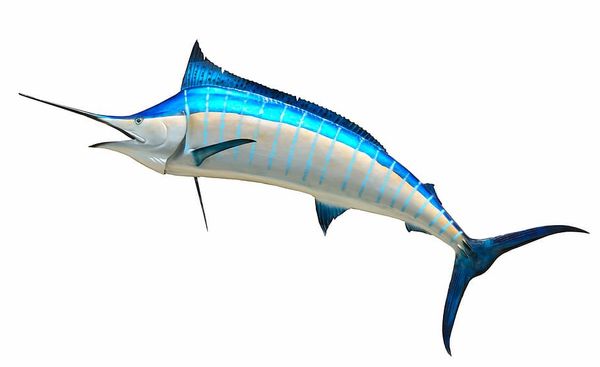 Marlin from Taiwan supplied by CHUN SUCCESS INTERNATIONAL CO., LTD - Black Marlin (=Istiompax indica) Frozen Marlin