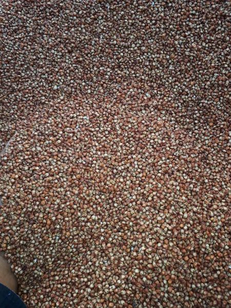 RED SORGHUM from 브라질 supplied by KIGRÃOS AGROMODAL LTDA - For Feed 수수