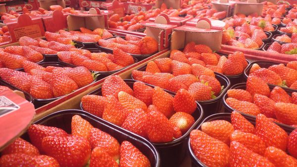 Fresh Strawberry from Italy supplied by Ceradini Group - Red Fresh Strawberry
