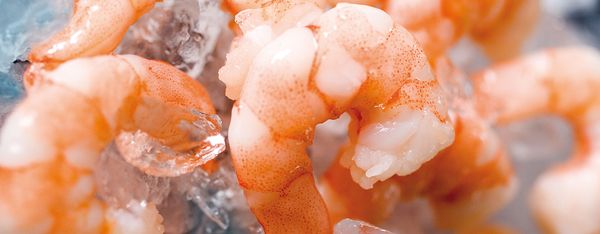 Prawns from 영국 supplied by Fastnet Fish Ltd - Black Tiger Shrimp (=Giant Tiger Prawn=Giant Tiger Shrimp=Asian Tiger Shrimp=Sea Tiger Prawn=Penaeus monodon) 신선 새우