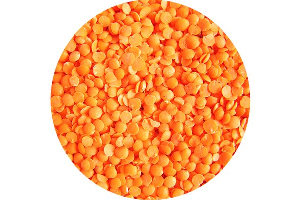 Lentil from United Arab Emirates supplied by Sajjan Foods - Green Lentil Dried Lentil