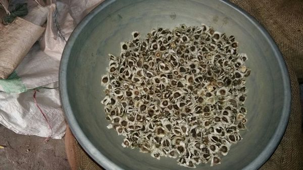 Moringa seeds with wings from 인도 supplied by SVM EXPORTS - 참깨